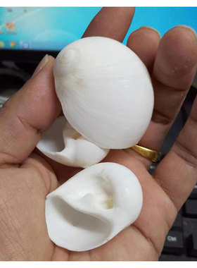 天然贝壳珊瑚梦幻白色鸟蜗牛海螺地台地中海家居鱼缸装饰收藏