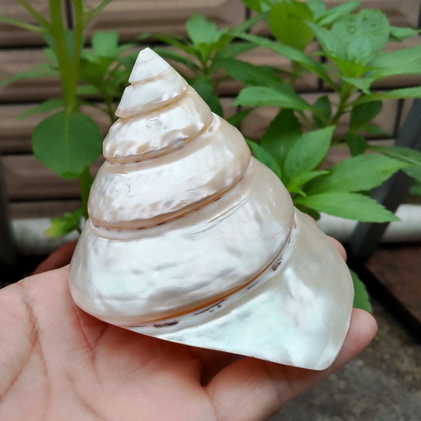 天然海螺塔螺鱼缸造景摆件