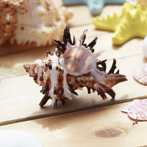 天然海螺贝壳实物拍摄千手螺寄居蟹换卷贝鱼寄居鱼缸创意摆件收藏