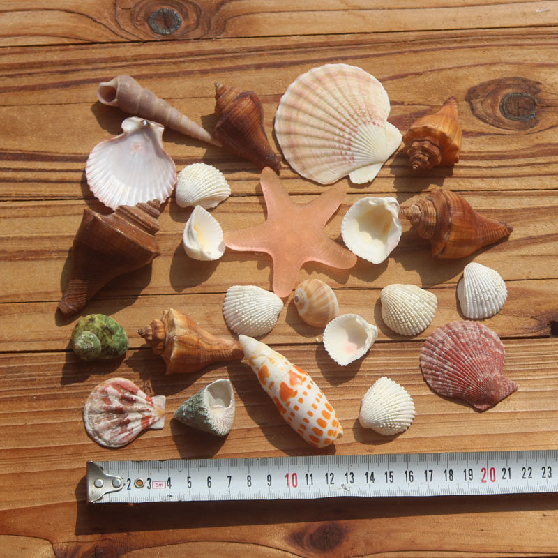 实物稀有套装 螺贝笔螺稀有标本收藏鱼缸水族箱造景装饰创意家居,家居饰品,海螺/贝壳/珊瑚,淘宝优惠券,粉丝福利购,淘宝优惠卷