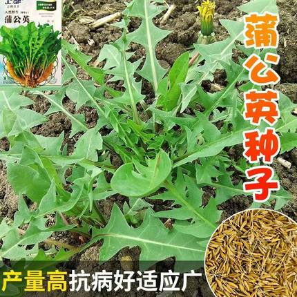 野生蒲公英种子种籽四季野菜婆婆丁种孑四季种植药用盆栽蔬菜食用