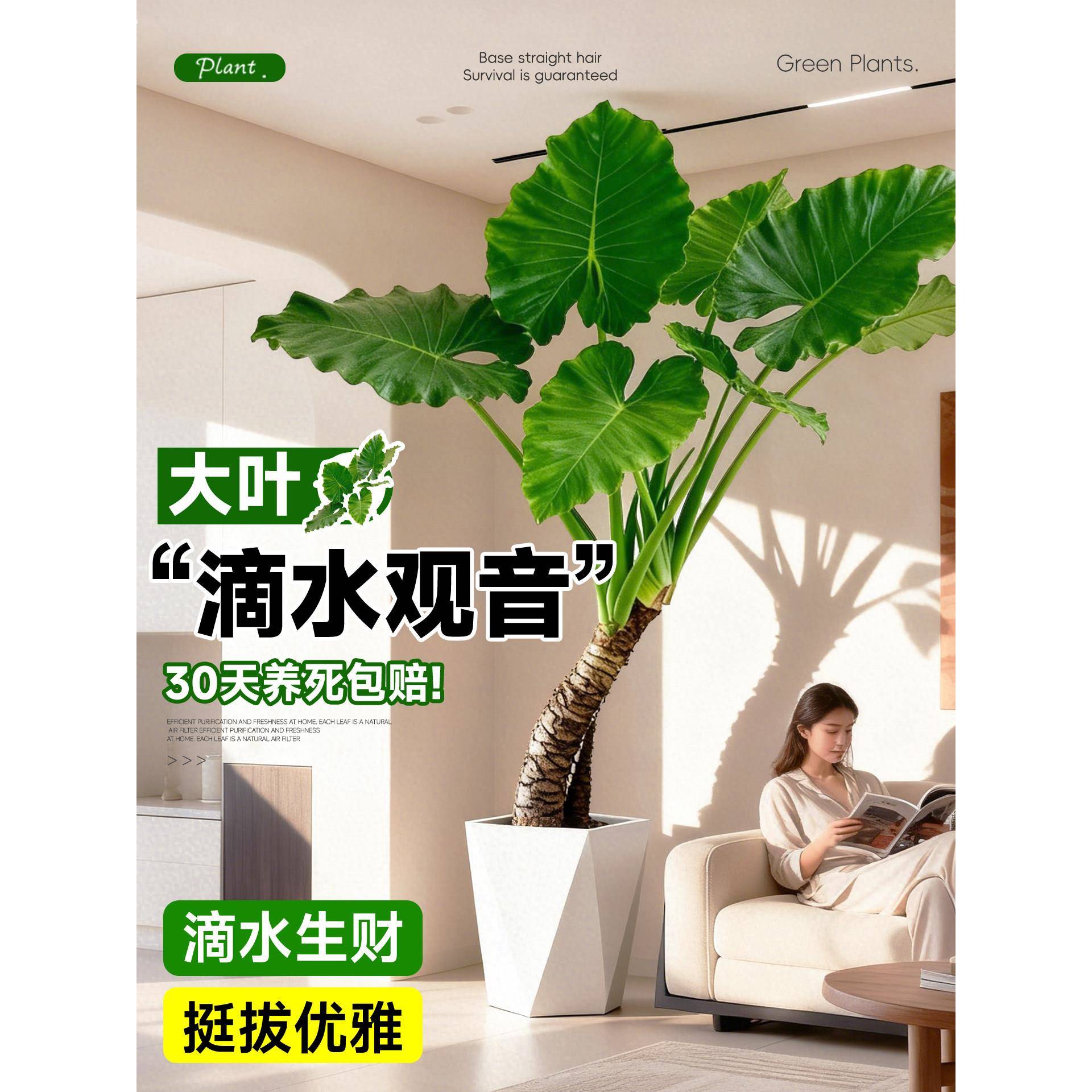 滴水观音大叶老桩盆栽客厅旺宅绿植室内除甲醛四季常青好养活植物