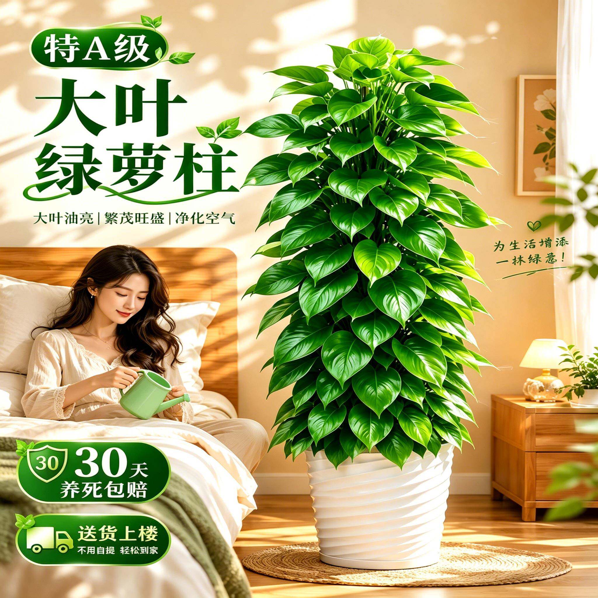 特大叶绿萝柱盆栽绿植室内大型除大型绿植/成品组合盆