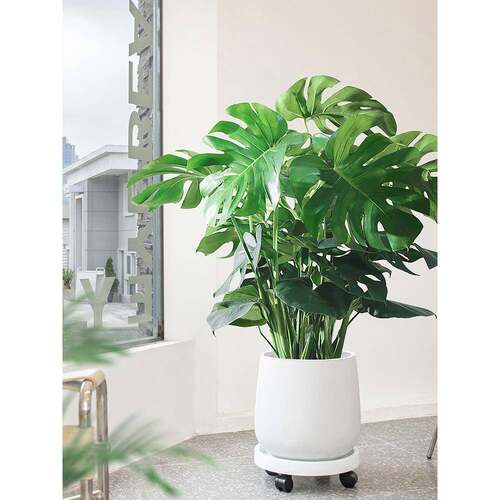 粤林| 龟背竹大型盆栽网红植物室内客厅大叶绿植四季常青大棵盆景