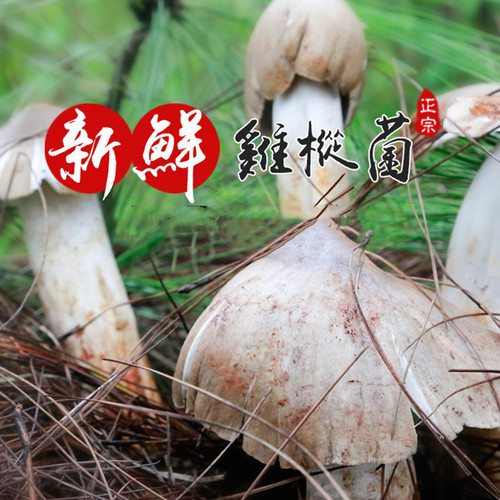 森溪岭野生菌新鲜上市产地直发