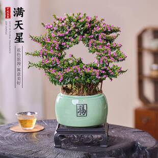 满天星花卉盆栽花篮造型室内外阳台办公室四季好养开花植物真带花