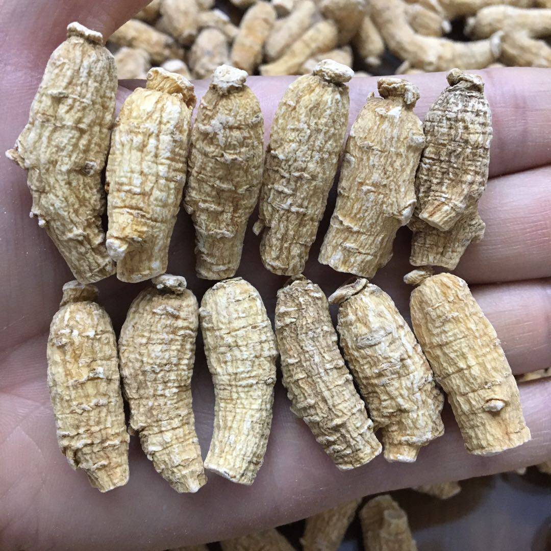 网红款进口西洋参2克粒1元1条参 加拿大西洋参粒花旗参