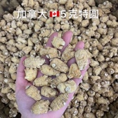 加拿大西洋参粒头500g特级花旗参整枝切段1.5g小粒头 20g大粒头