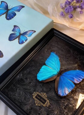 蓝色大蓝闪蝶蝴蝶标本相框装饰画罕见摆件生日礼物礼品材料未展翅