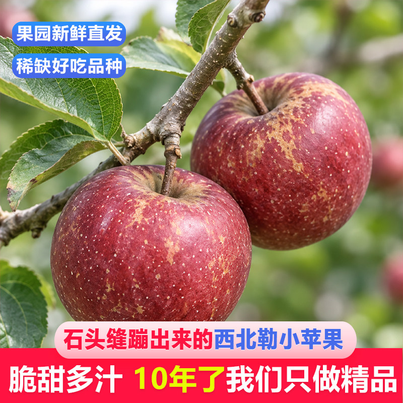 云南蒙自稀缺品种西北勒小苹果