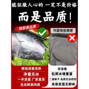 清江鱼斑点叉尾鮰鱼烤鱼鲜活开背青江鱼商用腌制活杀新鲜食材