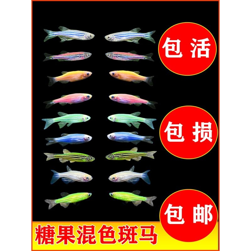 斑马鱼灯科鱼红斑马活体孔雀鱼清洁清道夫淡水小型热带观赏鱼活体