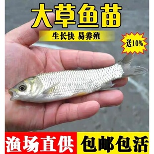草鱼苗淡水活体小鱼苗好养殖食用活物冷水观赏鱼特大全草鱼活鱼苗