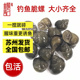挂钩钓鱼螺大青鱼脆螺鲜活田螺活体螺蛳石螺鱼饵饵料乌青打窝