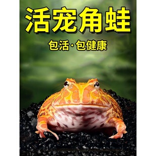 角蛙活体宠物青蛙绿角蛙蝌蚪黄金角蛙活物蝴蝶角蛙活体包活