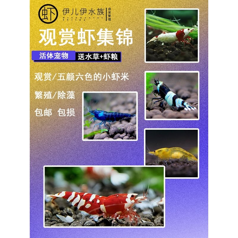 观赏虾鲜活好养冷水虾活虾淡水鱼缸观赏虾樱花虾除藻虾水晶虾极火