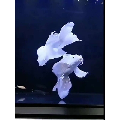 台湾蝴蝶鲤鱼球体短身大鳍长尾冷水鱼锦鲤红色观赏鱼苗活体高端