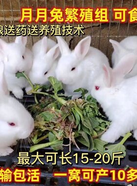 宠物小兔子活物可食用纯种小白兔非公母一对月月肉兔巨型家养兔子