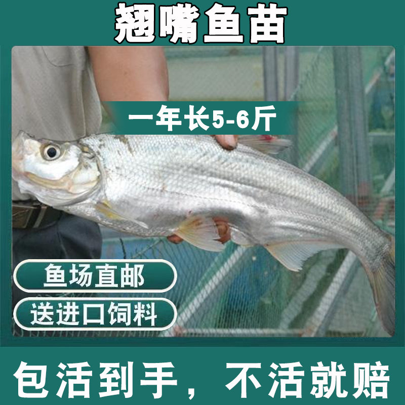 大品种优质翘嘴鱼苗路亚鱼白刁鱼苗淡水养殖大翘壳活体养殖包活图片