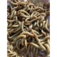 黄粉虫活虫面包虫活体鲜活虫龟八哥仓鼠蝎子画眉鸟食龙鱼饲料