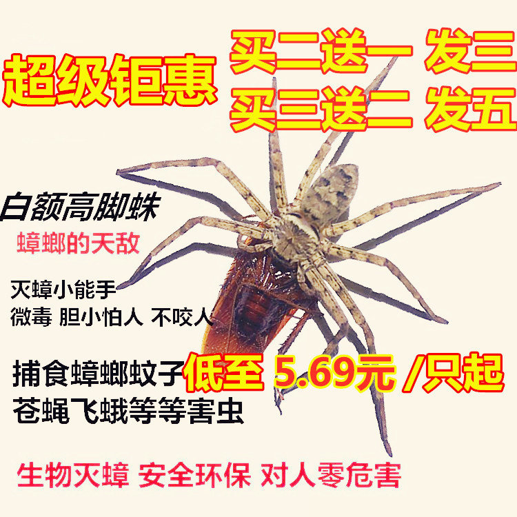 白额高脚蛛抓吃蟑螂的蜘蛛抓蟑螂吃小强天敌克星灭蚊虫活蜘蛛宠物