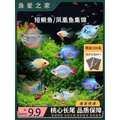 金波子宝蓝球短鲷荷兰凤凰球鱼阿凡达小型热带观赏鱼皮卡丘蓝波子