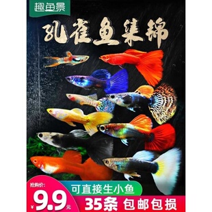孔雀热带观赏鱼苗淡水冷水小型小鱼好养耐活耐养金鱼凤尾斑马活鱼
