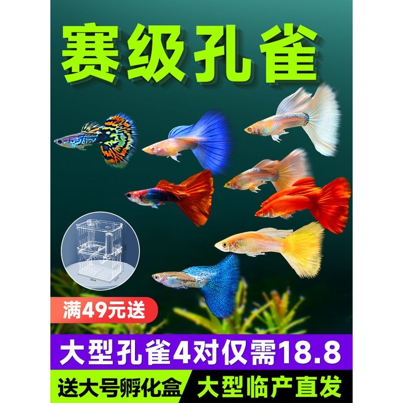 孔雀鱼活鱼观赏鱼耐活鱼苗小型热带鱼淡水冷水好养大型临产孕母鱼