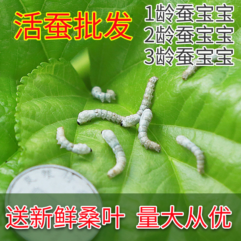 蚕宝宝活体春蚕幼虫活物儿童学生养蚕套装小蚕1龄234龄送新鲜桑叶