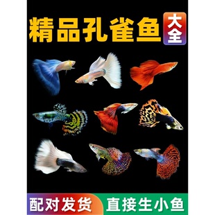 孔雀鱼活鱼热带观赏鱼活体小型淡水冷水好养耐活耐养斑马鱼苗凤尾