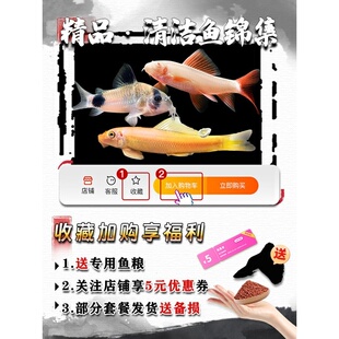 金苔鼠老鼠鱼清道夫热带观赏鱼缸活体除藻吃粪便垃圾清洁鱼工具鱼