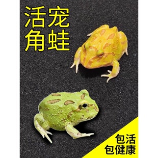 角蛙活体宠物青蛙绿角蛙蝌蚪黄金角蛙活物蝴蝶角蛙活体包活