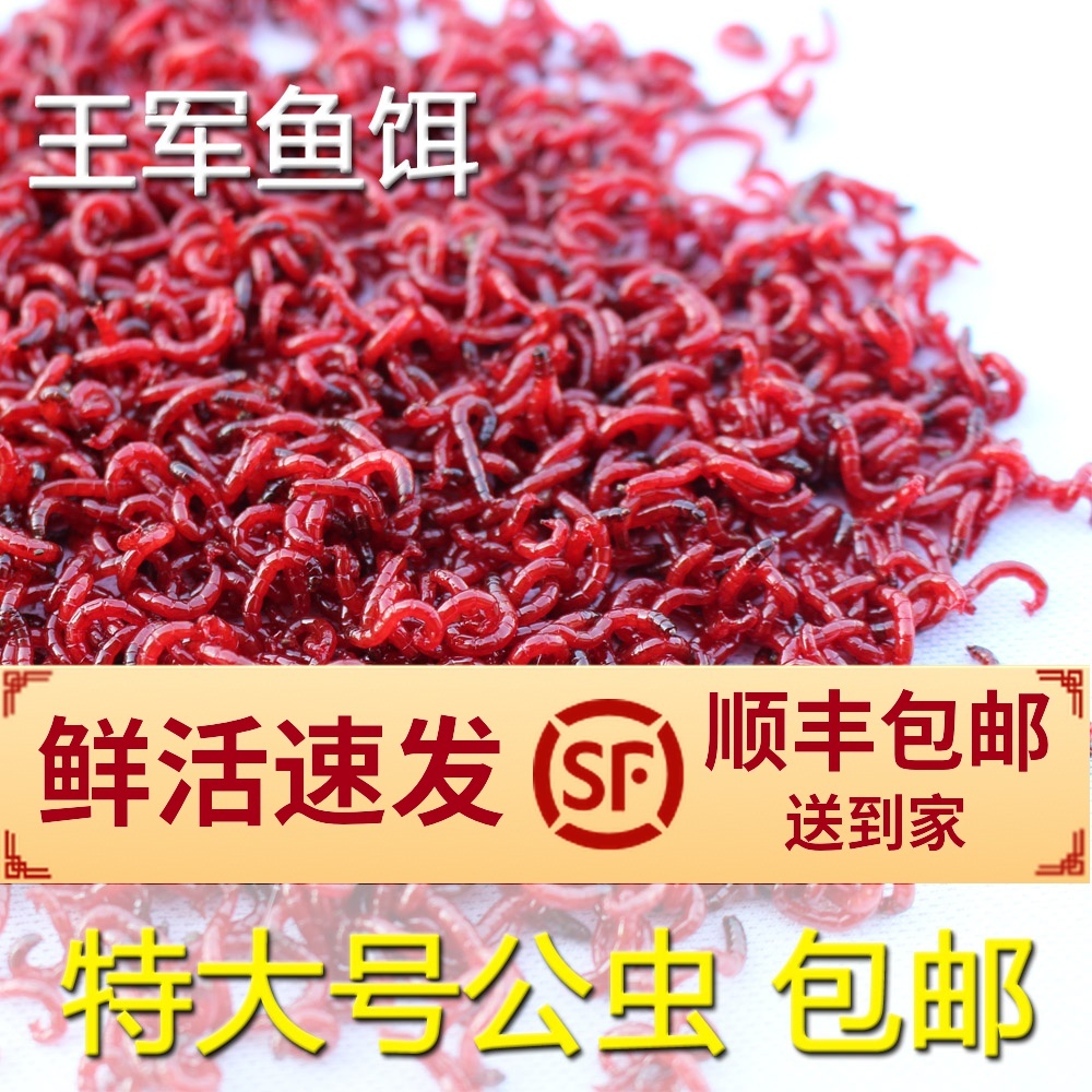包邮鲜活红虫活饵黑头公虫钓鱼蚯蚓特大号拉饵血虫王军鱼饵
