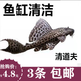 清道夫活体鱼缸垃圾清洁工具鱼除藻鱼中大型热带观赏鱼淡水活体鱼