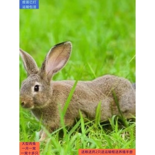 兔子活体大型肉兔苗繁殖种兔兔子活物月月兔比利时白兔花巨兔苗