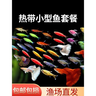 热带观赏活鱼好养宝莲灯斑马淡水金鱼苗神仙孔雀小型红绿灯科小鱼