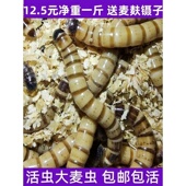 大麦虫活虫鲜活面包虫大号黄粉虫金龙鱼鱼食八哥画眉鸟食活体虫子