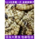 大麦虫活虫鲜活面包虫大号黄粉虫金龙鱼鱼食八哥画眉鸟食活体虫子