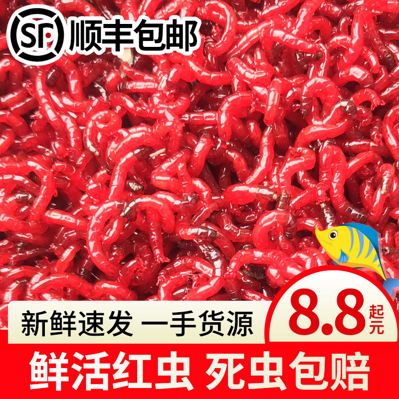 鲜活红虫特大号公虫活体活饵喂鱼饵拉饵鲫鱼野钓饵料钓鱼天津红虫