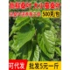 包邮 新鲜桑叶食物蚕宝宝套装 农家现摘嫩桑叶桑树叶500克1斤送工具