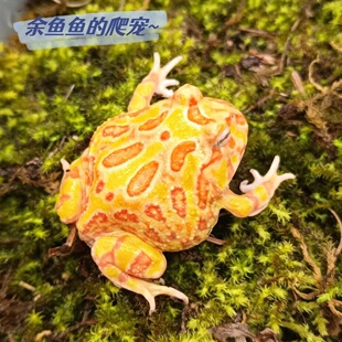 角蛙皇上活体爬宠角蛙活物蛙绿角蛙霸王角蛙活体小丑蛙非洲牛蛙