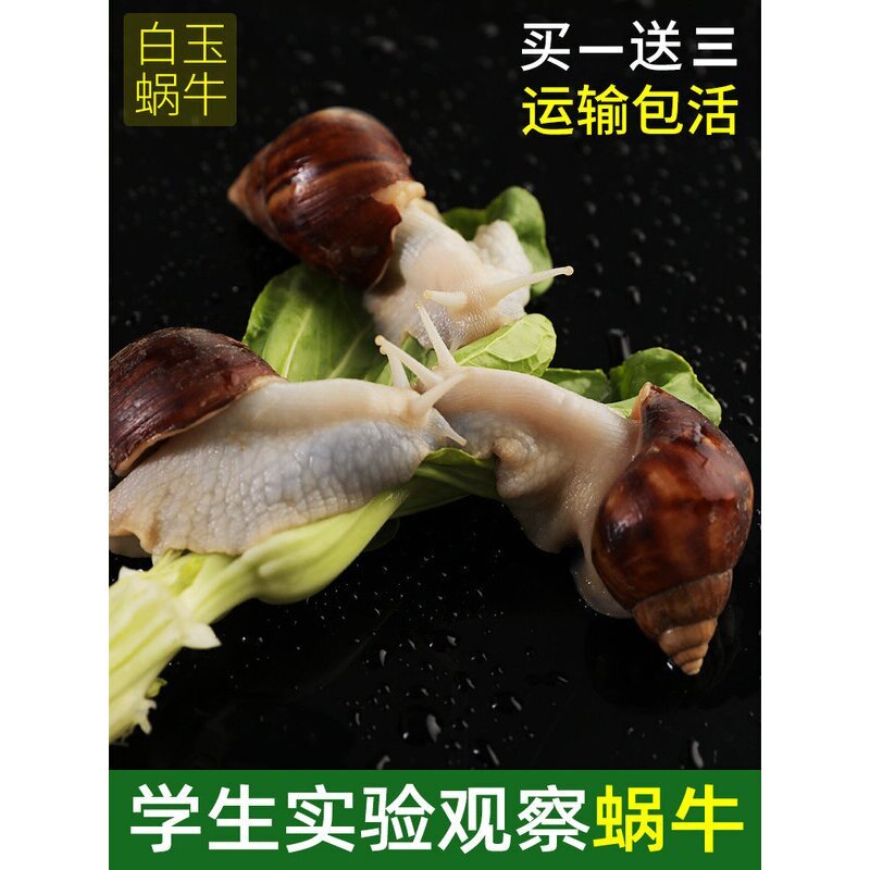 大蜗牛活体宠物白玉蜗牛套装食用蜗牛观察小蜗牛学生科学实验蜗牛