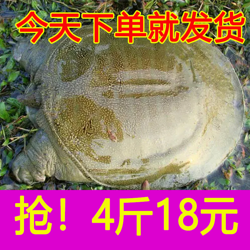 外塘大甲鱼活体免邮中华老王八小鳖活苗龟生鲜团水鱼淡水鱼1342斤