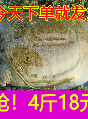 外塘大甲鱼活体免邮中华老王八小鳖活苗龟生鲜团水鱼淡水鱼1342斤