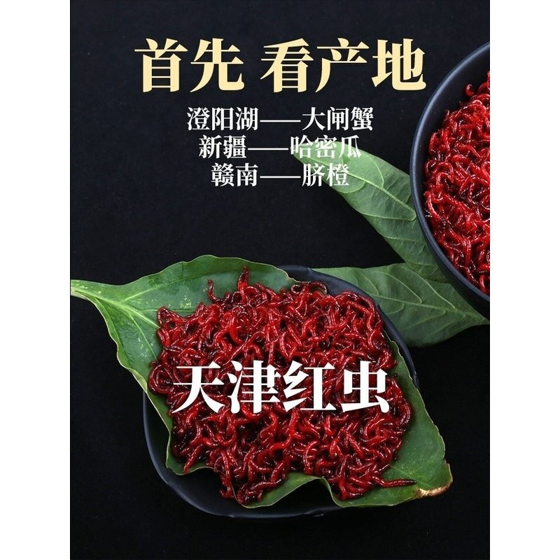 鲜活红虫特大号公虫活体红虫活饵六角恐龙斗鱼料鲫鱼野钓黑坑拉饵