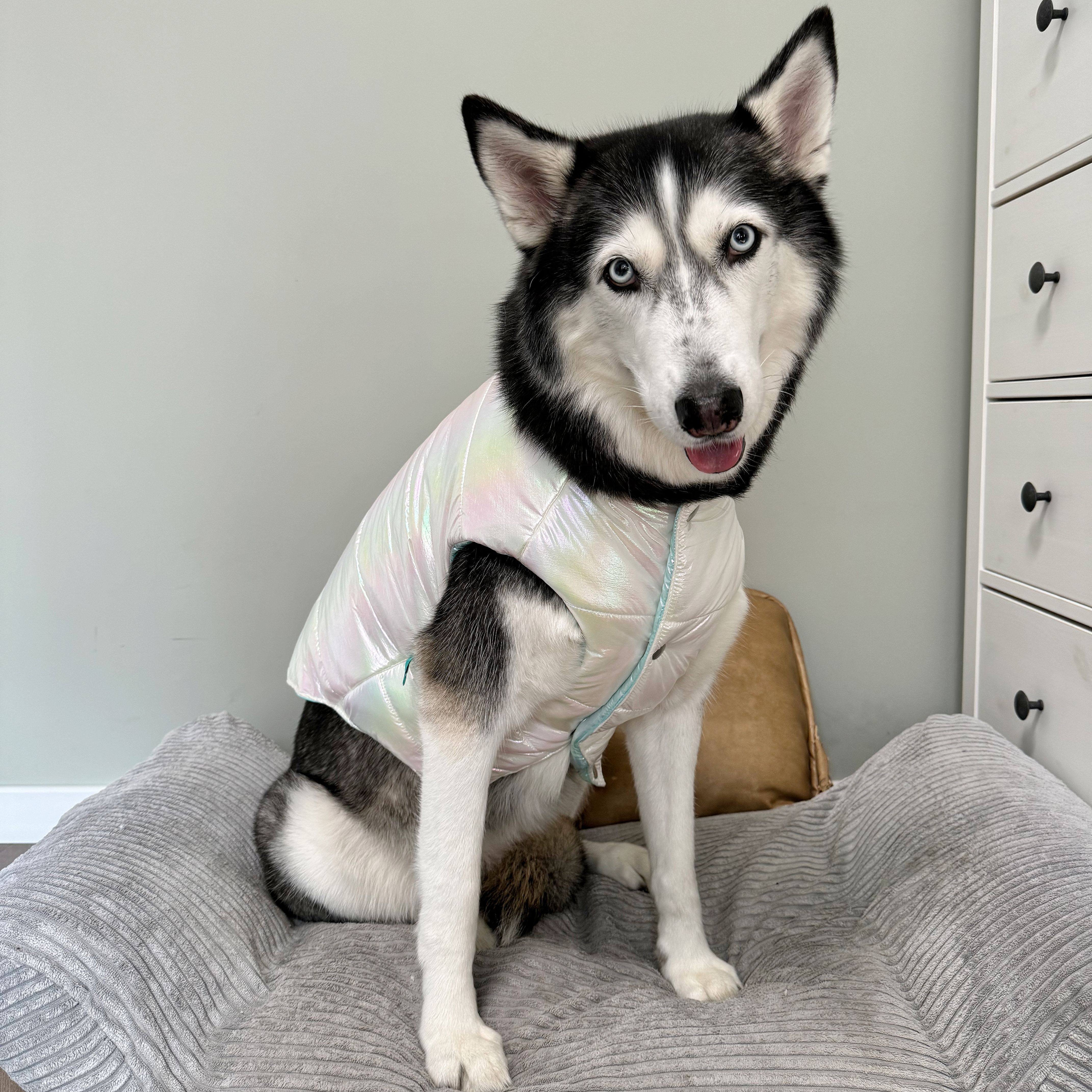 变色龙色宠物秋冬保暖马甲狗衣服牛头梗恶霸斯塔福拉布拉多灵缇