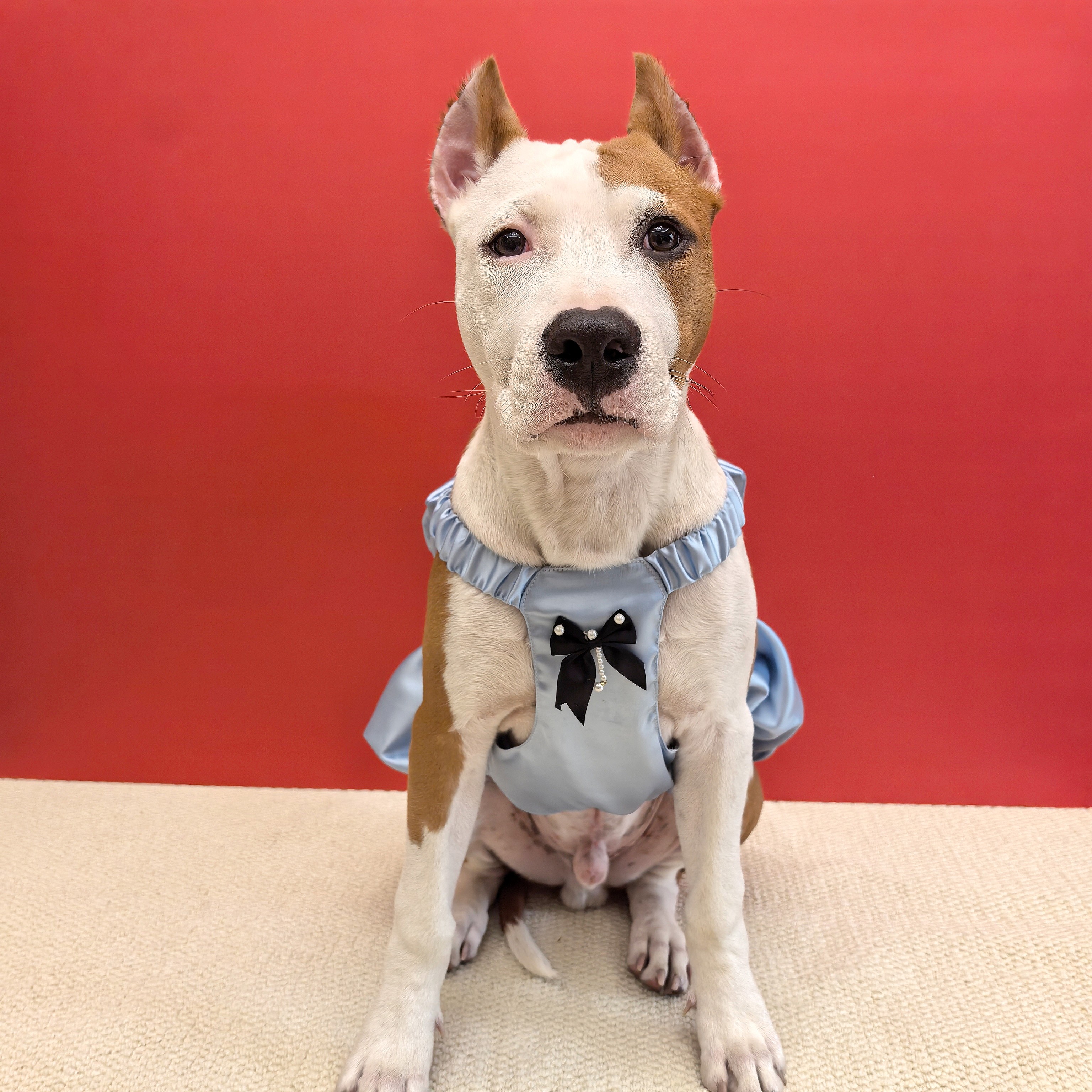 豪门千金裙宠物礼服裙小中大型犬狗狗裙子斯塔福拉布拉多牛头梗