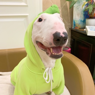 荧光绿加绒连帽卫衣宠物大狗衣服牛头梗法斗英斗柯基拉布拉多服饰
