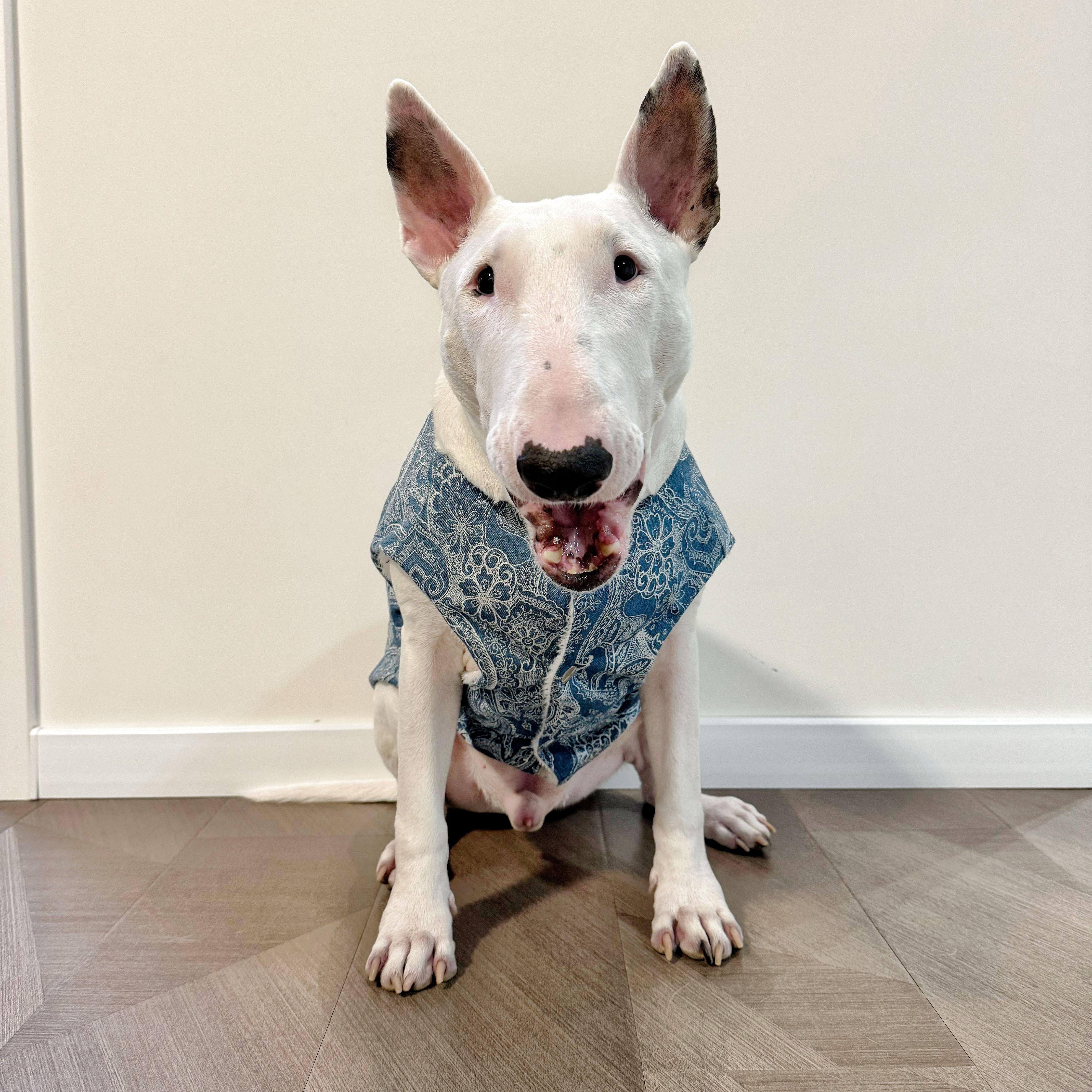 腰果花加绒冬季牛仔马甲狗衣服牛头梗恶霸斯塔福拉布拉多服饰