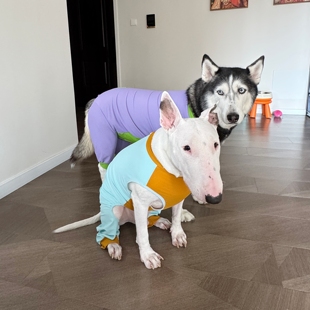 撞色四脚衣无袖长袖宠物衣服居家四脚服中大狗衣服牛头梗拉布拉多